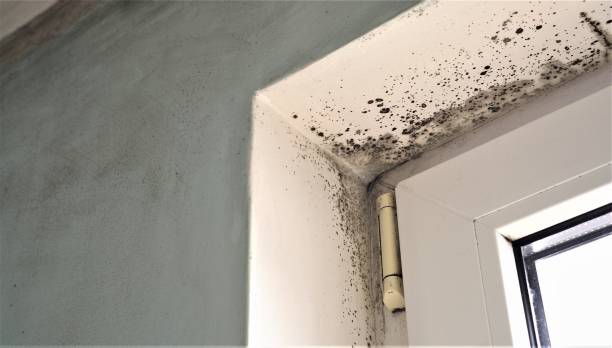 Best Mold Removal for HVAC Installations  in Ripley, WV