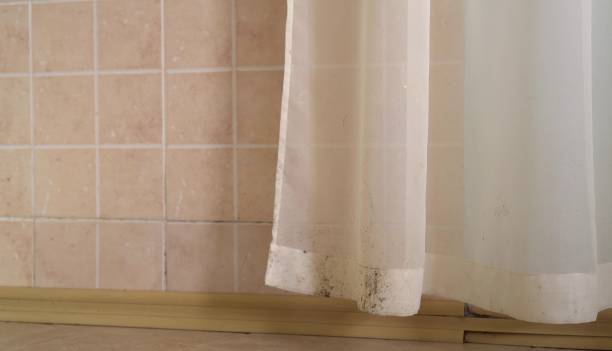 Best Mold Documentation for Insurance Claims  in Ripley, WV