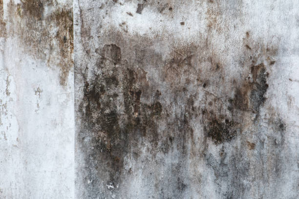 Best Residential Mold Inspection & Testing  in Ripley, WV