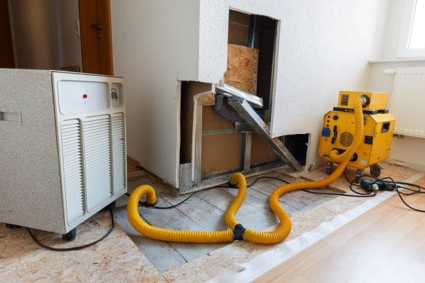 Best Industrial Mold Remediation  in Ripley, WV