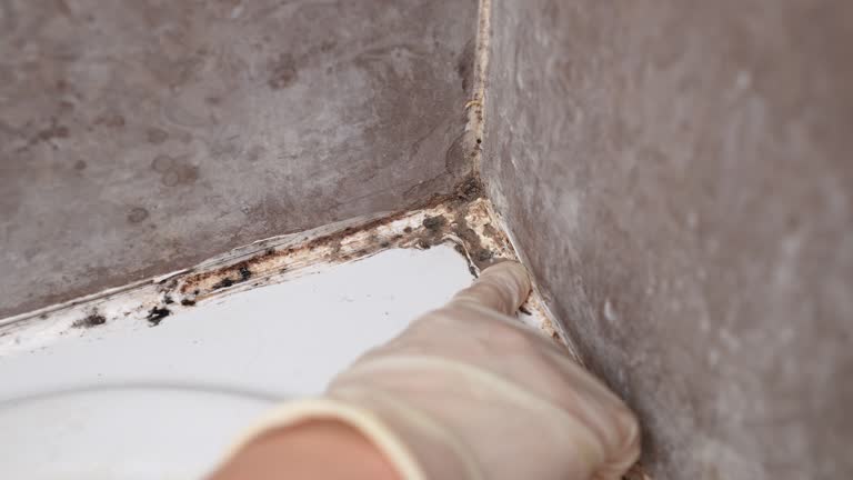 Forensic Mold Investigation in Ripley, WV