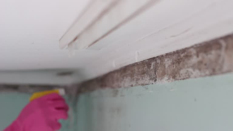 Best Black Mold Removal  in Ripley, WV